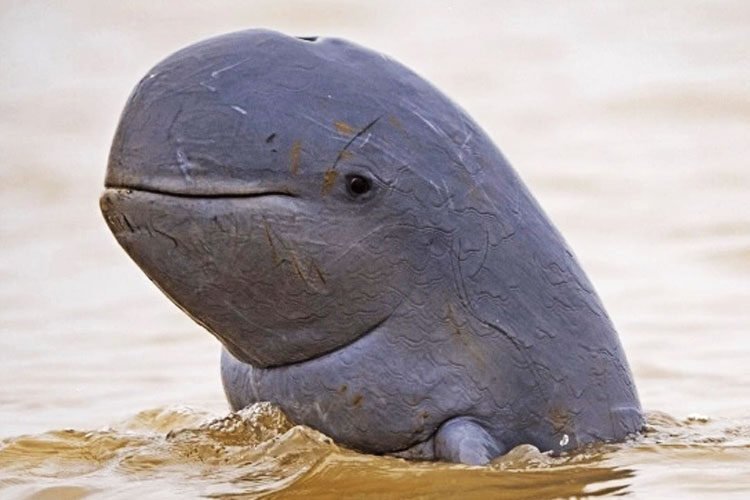 Pesut Mahakam Terancam Punah, Menteri LHK Tekankan Penyelamatan Lokal