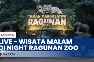 Wisatawan Bisa ikut Feeding Time Harimau di Night Ragunan Zoo 14 Wisatawan Bisa ikut Feeding Time Harimau di Night Ragunan Zoo