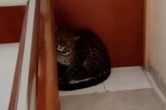 Heboh! Macan Tutul 'Check In' Hotel di Bandung, Diduga Kabur dari Lembang Zoo 16 Macan tutul diduga kabur dari Lembang Zoo masuk ke area Hotel Anugerah di Sukasari, Bandung, dan membuat geger warga pada Senin pagi (6/10/2025).