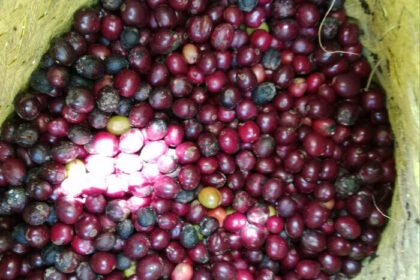 Kopi Indonesia semakin mendunia, ekspor tembus 206,7 ribu ton di semester I-2025 berkat sinergi UMKM dan pemerintah.