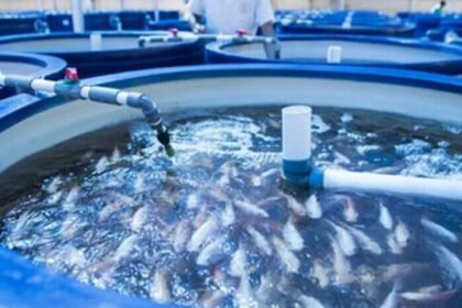 Menkomdigi Meutya Hafid meninjau panen raya ikan nila di Pokdakan Cipancur Cimahi Farm Feed, Sukabumi, Rabu (15/10/2025).