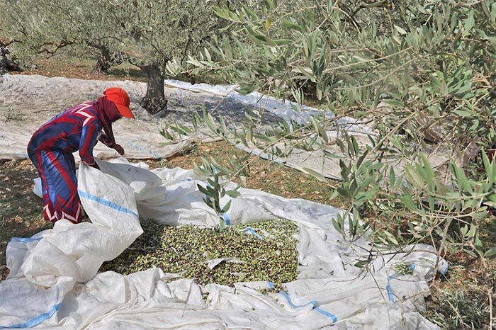 Musim panen zaitun di Palestina kembali diwarnai kekerasan, saat pemukim Israel menyerang petani lokal.