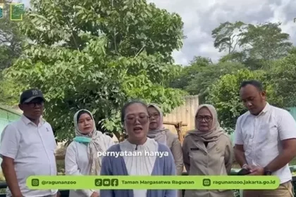 Penyebar Isu ‘Pakan Harimau Ragunan Dicuri’ Minta Maaf, Ngaku Cuma Asumsi Pribadi