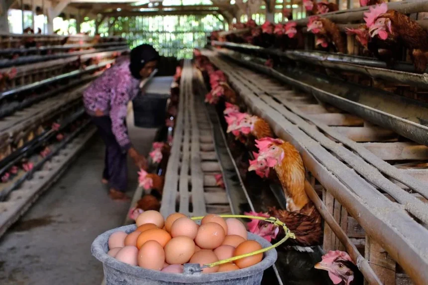 Danantara Gelontorkan Rp20 Triliun untuk Peternak Ayam demi Stabilkan Harga dan Pasok MBG
