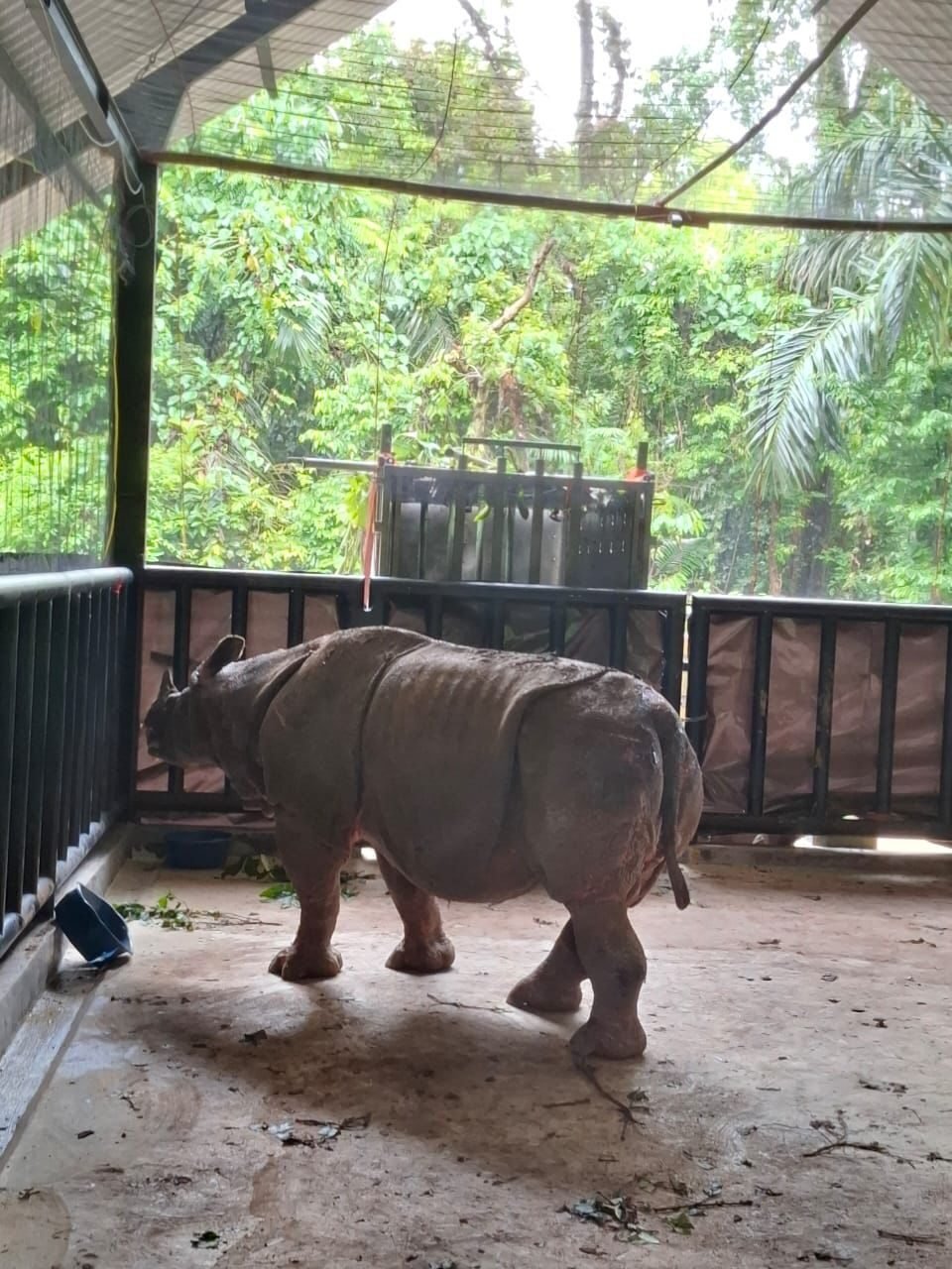 Mustofa Si Badak Jawa Diselamatkan TNI di Ujung Kulon 2 Mustofa Si Badak Jawa Diselamatkan TNI di Ujung Kulon