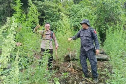 BNN Musnahkan 30.000 Kg Ganja di Ladang Seluas 3 Hektare Mandailing Natal
