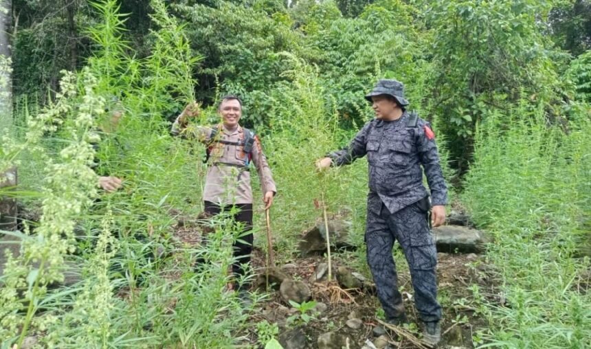 BNN Musnahkan 30.000 Kg Ganja di Ladang Seluas 3 Hektare Mandailing Natal