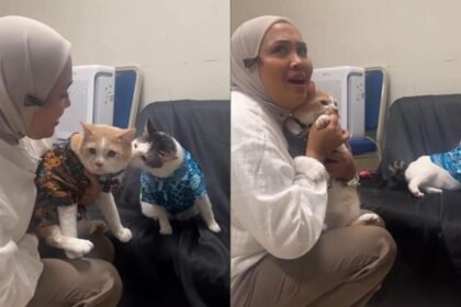 Cuma Kucing Ini Yang Berani Tabok Presidencing Bobby Kertanegara