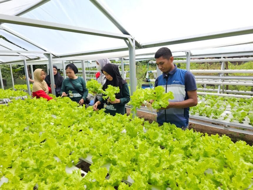 Dukung Ketahanan Pangan, Pertamina Patra Niaga Sulawesi Ajak Kelompok Wanita Tani Memanen Bersama