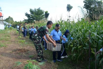 Lanud Supadio Panen 500 Kg Jagung Berkualitas, Dukung Ketahanan Pangan Nasional