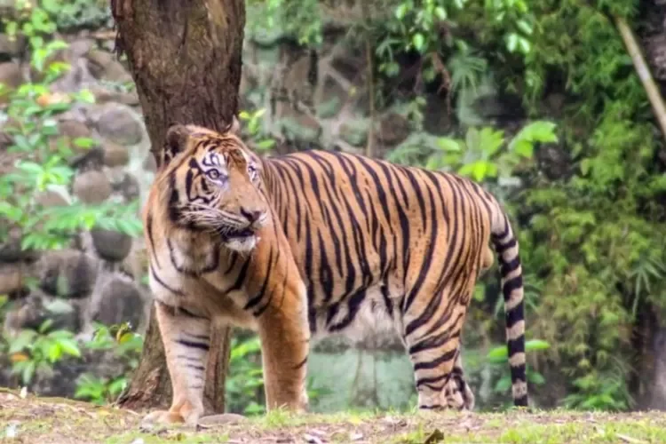 Pramono Anung Tanggapi Isu Pakan Harimau Ragunan Dibawa Pulang