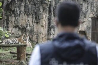 TMR Klarifikasi Isu Pakan Harimau, Sebut Informasi Tidak Akurat