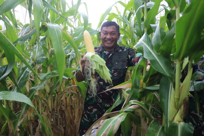 Lanud Atang Sendjaja Panen Perdana 3,7 Ton Jagung Manis Madu 1 Lanud Atang Sendjaja Panen Perdana 3,7 Ton Jagung Manis Madu