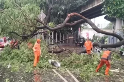 Tiga Mobil Hancur Akibat Pohon Tumbang di Cikini
