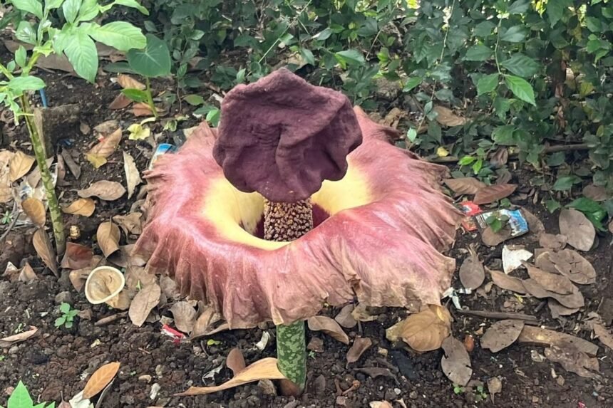 Bunga Bangkai Suweg Mekar Tiba-tiba di Halaman Rumah Warga Depok