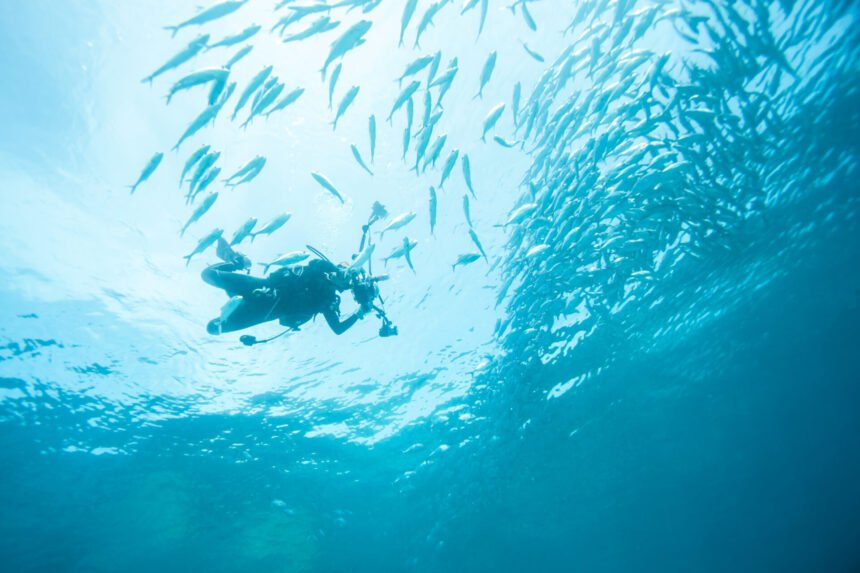 Mengintip Surga Bawah Laut di Sulawesi Utara 1 Mengintip Surga Bawah Laut di Sulawesi Utara