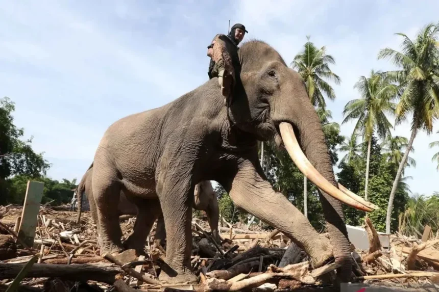Gajah Jadi Andalan Bersihkan Puing Banjir di Pidie Jaya