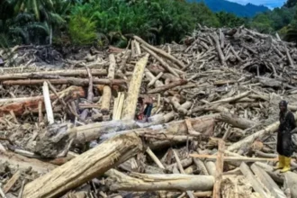 Kayu Gelondongan di Pesisir Barat Dipastikan Legal, Polda Hentikan Penyelidikan