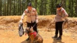 Reno Si Anjing Pelacak Gugur dalam Misi SAR Bencana