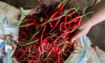 Pemerintah Borong 40 Ton Cabai Aceh, Harga Terkendali