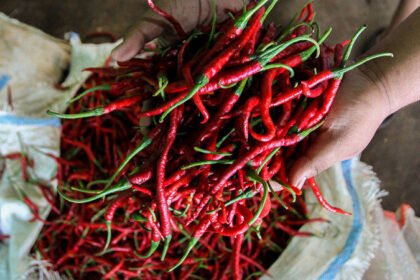 Pemerintah Borong 40 Ton Cabai Aceh, Harga Terkendali
