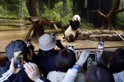 Hubungan Dua Negara Memanas, Dua Panda Kesayangan Tokyo Kembali ke China