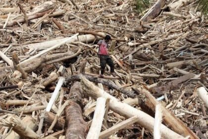 Bukan Banjir Biasa: Kayu Gelondongan Raksasa Musnahkan Desa Garoga Dalam Hitungan Menit