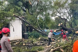 Tim SAR Ditsamapta Patroli Jaga Jakarta Tangani Pohon Tumbang di Jakpus