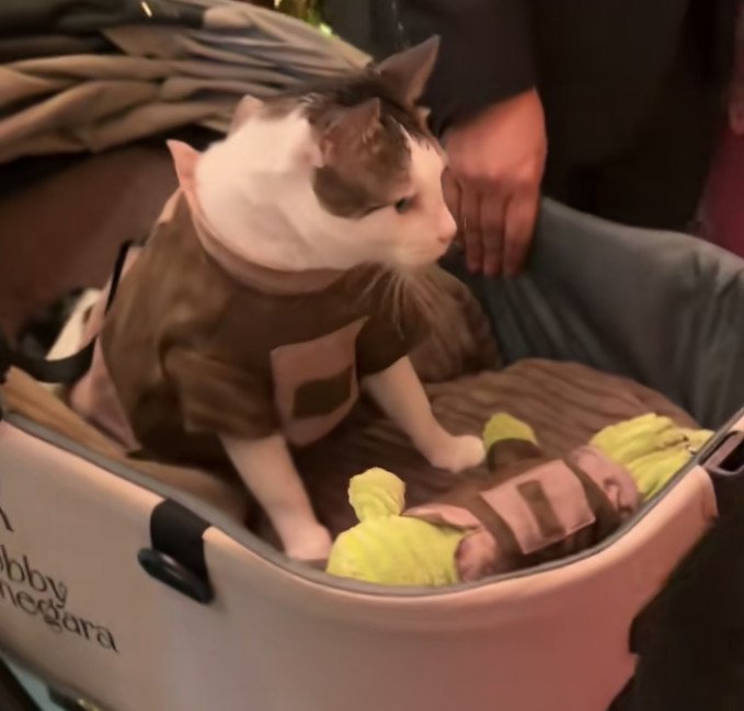 Bobby Kertanegara Kondangan! Tampil Serasi dengan Buaya Pipip di Pernikahan Aspri Presiden 2 Bobby Kertanegara Kondangan! Tampil Serasi dengan Buaya Pipip di Pernikahan Aspri Presiden