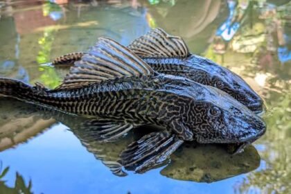 Ramai Siomay dari Ikan Sapu-Sapu, Kemenkes: Bahayanya Tak Hilang Meski Dimasak