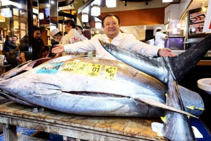 Gokil! Pengusaha Jepang Beli Tuna Sirip Biru Rp54 Miliar, Termahal Sepanjang Sejarah