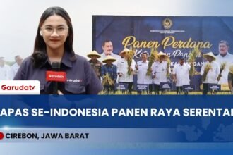 Serentak se-Indonesia! Menimipas Panen Raya di Cirebon, Lapas Siap Pasok Pangan Rakyat