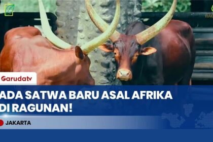 Kenalan sama Watusi! Sapi Ikonik Afrika dengan Tanduk Raksasa Jadi Penghuni Baru Ragunan