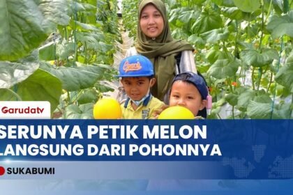 Serunya Liburan di Kampung Melon Sukabumi: Petik Sendiri Buahnya, Segar & Manis Langsung dari Pohon
