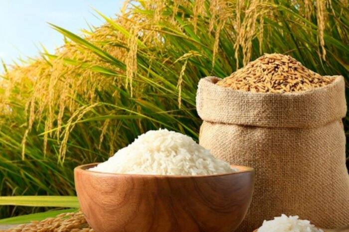 BPS memperkirakan produksi padi November 2025 mencapai 3,2 juta ton GKG, didukung program optimasi lahan dan infrastruktur pertanian, dengan potensi produksi 2025 tembus 60,25 juta ton GKG.