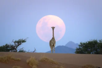 Sering Dikira Rekayasa AI, Kisah di Balik Foto Jerapah dan Bulan Pink di Gurun Namib