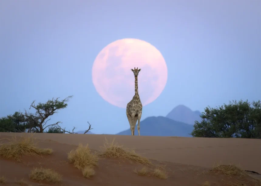Sering Dikira Rekayasa AI, Kisah di Balik Foto Jerapah dan Bulan Pink di Gurun Namib