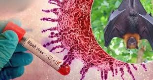DPR Ingatkan Waspada Ancaman Virus Nipah