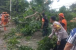 Pohon Tumbang Timpa Mobil di Jalan TB Simatupang, Cilandak Timur