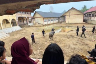 Dua ekor sapi jumbo sedekah Presiden Prabowo Subianto tiba di Pondok Pesantren Darul Mukhlisin, Aceh Tamiang, disambut antusias ratusan santri menjelang tradisi Meugang.