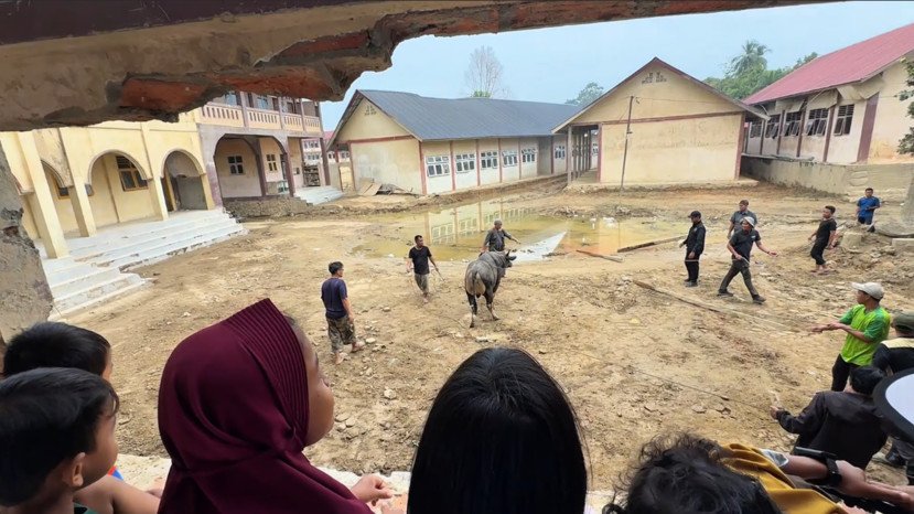 Dua ekor sapi jumbo sedekah Presiden Prabowo Subianto tiba di Pondok Pesantren Darul Mukhlisin, Aceh Tamiang, disambut antusias ratusan santri menjelang tradisi Meugang.