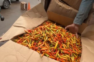 Bapanas kirim 10,9 ton cabai rawit ke PIKJ untuk tekan harga, pedagang optimistis turun ke Rp50.000 per kg.