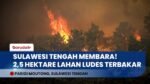 PARIGI MOUTONG MEMBARA! Karhutla Hanguskan 2,5 Hektare Kebun Cengkeh & Kelapa, Petugas Kewalahan!