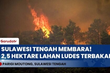 PARIGI MOUTONG MEMBARA! Karhutla Hanguskan 2,5 Hektare Kebun Cengkeh & Kelapa, Petugas Kewalahan!
