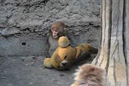 Sebelum Bayi Monyet Punch Viral, Ichikawa Ternyata Punya Otome dan "Ibu Boneka" Rilakkuma