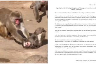 Netizen Heboh Monyet Punch Dibully, Kebun Binatang Ichikawa Buka Suara