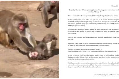 Netizen Heboh Monyet Punch Dibully, Kebun Binatang Ichikawa Buka Suara