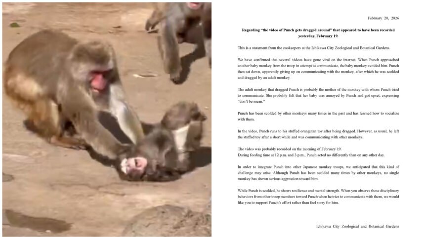 Netizen Heboh Monyet Punch Dibully, Kebun Binatang Ichikawa Buka Suara