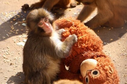 Di Balik Kisah Bayi Monyet Viral : Punch Dibuang Sang Ibu dan Bertahan Hidup Berkat Boneka