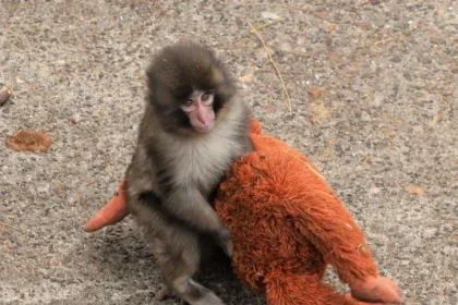 Punch Mania! Ichikawa Zoo Berlakukan Aturan Ketat demi Keamanan Bayi Monyet Viral